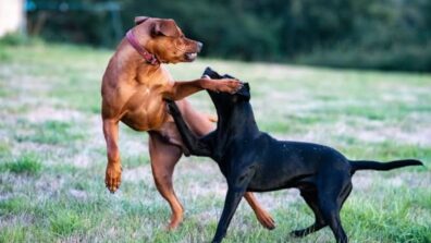 Dogs Fight For A Ball, Dance On Music Beats