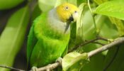 Watch: Have You Heard The Parrot Singing “If You’re Happy And You Know It”?