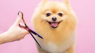 Watch: Furry Dog Gets Haircut And Looks Cuter Than Ever Before