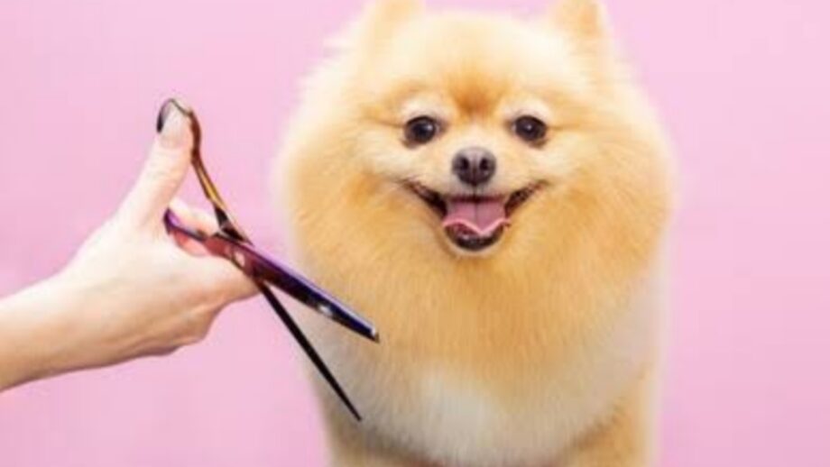 Watch: Furry Dog Gets Haircut And Looks Cuter Than Ever Before 595493