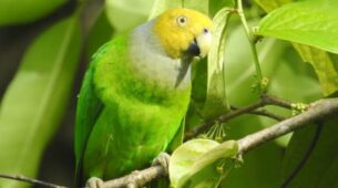 Watch: Have You Heard The Parrot Singing “If You’re Happy And You Know It”?