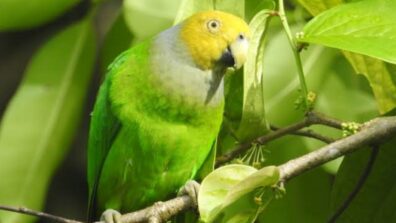 Watch: Have You Heard The Parrot Singing “If You’re Happy And You Know It”?