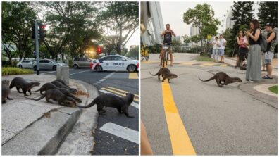 Watch In Singapore, Police Assist Otters Crossing The Road