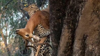 Watch: Leopard Climbs The Tree While Carrying A Complete Impala In His Mouth