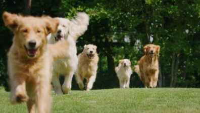 Watch: Slow Motion Video Of Several Dogs Running Happily Will Make Your Day