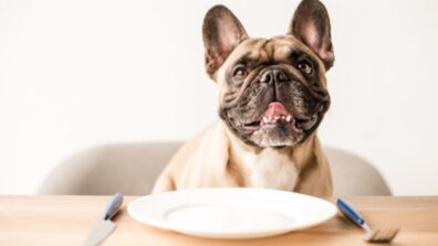 What Food Should You Give Your Dog? Know Here