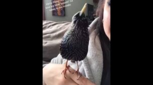 Bird Sings Harry Potter Theme Music: Video Goes Viral