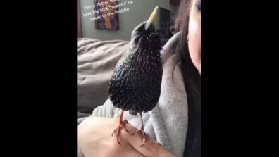 Bird Sings Harry Potter Theme Music: Video Goes Viral