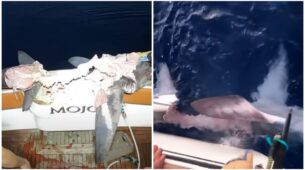 Fishermen Capture A Large Shark That Is Being Devoured By An Unknown Marine Critter; See Video