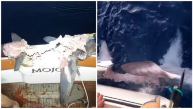 Fishermen Capture A Large Shark That Is Being Devoured By An Unknown Marine Critter; See Video