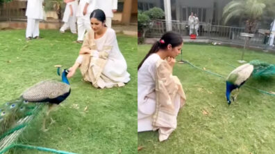 How Adorable: Shehnaaz Gill spotted feeding peacock, netizens melt in awe