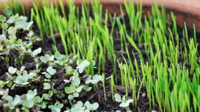 Plant These Crops In Stardew Valley To Maximise Profits