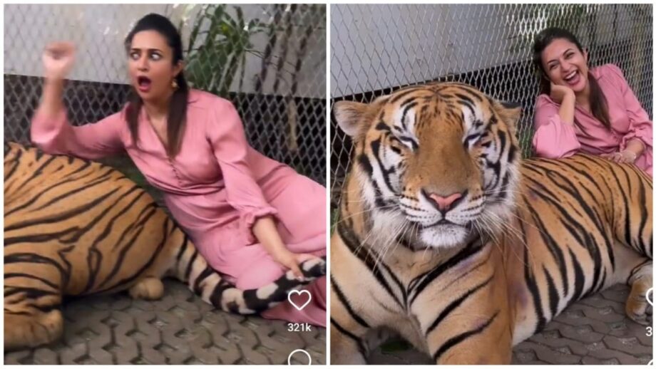 Divyanka Tripathi pets real dangerous tiger like a pro, fans stunned 627329