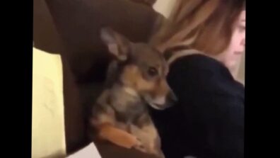 Watch: Dog Who Is Scared Of Eye Contact, Gets Awkward