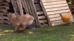 Watch: Hen Scares A Dog Away!
