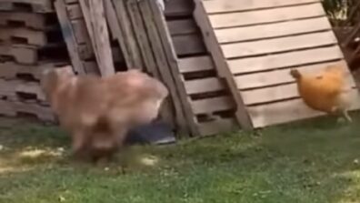 Watch: Hen Scares A Dog Away!