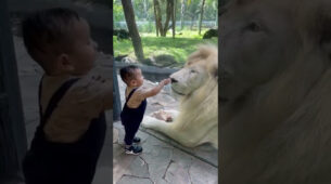 Watch: How Awwdorable Is This Child Trying To Get Closer To The White Lion?