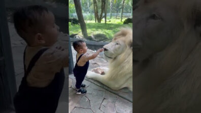 Watch: How Awwdorable Is This Child Trying To Get Closer To The White Lion?