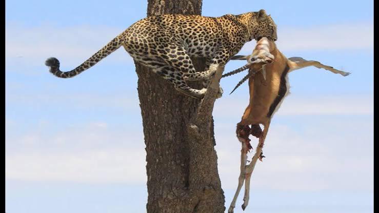 Watch: Leopard Carries His Prey Up The Tree To Have A Meal In ‘Peace’ - 0