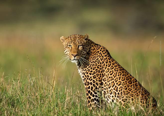 Watch: Leopard Carries His Prey Up The Tree To Have A Meal In ‘Peace’ - 1