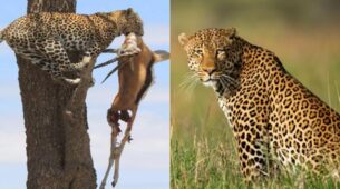 Watch: Leopard Carries His Prey Up The Tree To Have A Meal In ‘Peace’