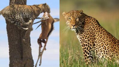 Watch: Leopard Carries His Prey Up The Tree To Have A Meal In ‘Peace’