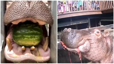 Watch This Hippo Eat A Watermelon: Will Make Your Day