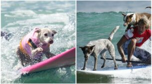 Watch: This Man Surfing With His Dogs Will Make Your Day