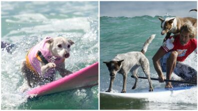 Watch: This Man Surfing With His Dogs Will Make Your Day