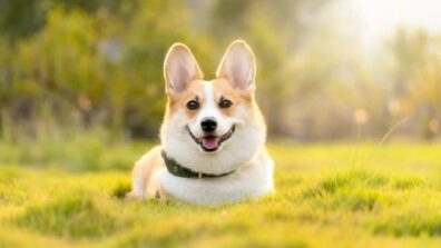 Watch This Video Of Two Dogs Walking Together