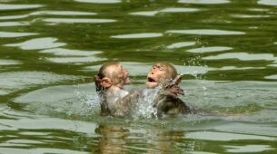 Check Out These Monkeys Having A Summer Bash In A Water Tank