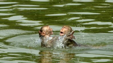 Check Out These Monkeys Having A Summer Bash In A Water Tank