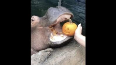 Ladies Feeding Pumpkins: Hippopotamus Loves Them