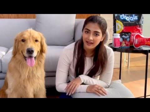 Pooja Hegde’s Love For Animals Is Unmatchable: Check Out These Pictures - 6