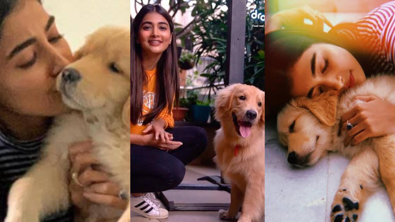 Pooja Hegde’s Love For Animals Is Unmatchable: Check Out These Pictures ...