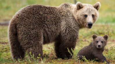 Shocking: Female Bear Survives The Fall From A Cliff: See Video Here