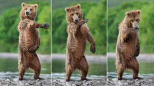 Ever Seen A Bear Dancing? Check This Video Out, And It’ll Make You Laugh