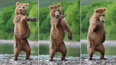 Ever Seen A Bear Dancing? Check This Video Out, And It’ll Make You Laugh