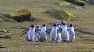 Viral Video: Netizens Watch It On Loop As Video Of Penguins Chase Butterfly Go Viral