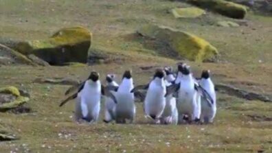 Viral Video: Netizens Watch It On Loop As Video Of Penguins Chase Butterfly Go Viral