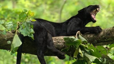 Watch: Dangerous Yet Beautiful: This Black Panther Yawn Will Make Your Day