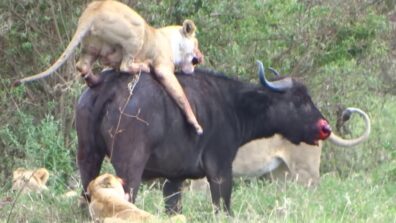 Watch: A Pride Of Lions Attack A Single Buffalo