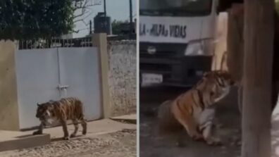 Watch: Man Held Bengal Tiger Like A Dog When Found On The Streets Of Mexico