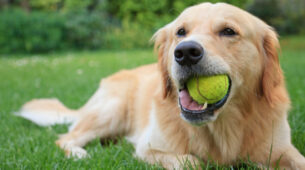 Watch This Dog Playing With A Ball
