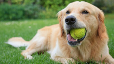 Watch This Dog Playing With A Ball