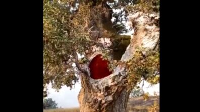 Watch: Tree Burns From Inside Due To Lightning, People Comment “Portal To Hell”