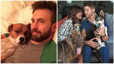 Chris Evans To Nick Jonas: Did You Know These Celebrities Are Dog Lovers? 