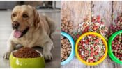 Do Not Serve These 'Human' Meals To Your Pets 668347