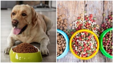 Do Not Serve These ‘Human’ Meals To Your Pets