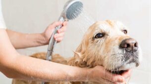Dog Enjoys Bathing In Water In A Unique Way While Splashing Water, You Need To See This Video